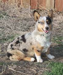 Check spelling or type a new query. Pembroke Welsh Corgi Puppies Breed Dog Breeds Pembroke Welsh Corgi Augie Amp Corgis Corgi Breeders Corgi Welsh Corgi Puppies