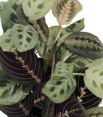 Hirt's can get away with this because they inundate plants with just enough fertilizer to keep them alive. Hirt S 1 Red 1 Green Prayer Plant Maranta Easy To Grow 4 Pot Walmart Com Walmart Com