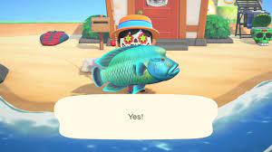#napoleonfish #humphead wrasse #fish #marine biology #animal crossing #animal crossing new horizons #science in video games #animals #animal crossing fish explained. How To Catch A Napoleonfish In Animal Crossing New Horizons 2020 Youtube
