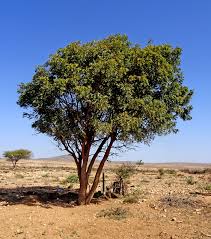Image result for Azadirachta indica