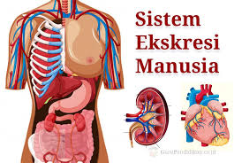 Sistem respirasi pada hewan vertebrata. Sistem Ekskresi Pada Manusia Science Quiz Quizizz