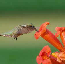 Maybe you would like to learn more about one of these? 14 Flowers That Attract Hummingbirds Best Blooms For Pollinators