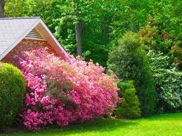 Plein soleil, floraison été, arroser 1 à 2 fois par quinzaine sans excès, fertiliser 2/mois, supporte le gel. Arbustes A Fleurs A Floraison Estivale Quelles Especes Choisir