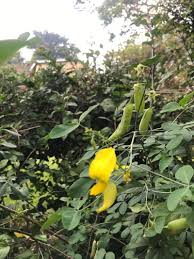 Image result for Crotalaria kirkii