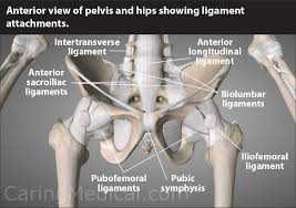 The posterior muscle group is made up of the muscles that extend (straighten) the thigh at the hip. Iliolumbar Ligament Injury Iliolumbar Syndrome Iliac Crest Pain Syndrome Caring Medical Florida