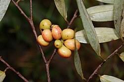 Image result for Xylopia wilwerthii