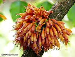 Image result for Halleria lucida