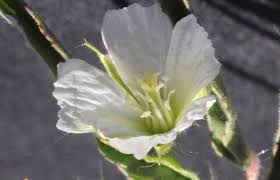 Image result for Monsonia angustifolia