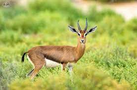Our products are loaded with features and can withstand the rigors of the outdoors. Arabian Gazelle Gazella Arabica ØºØ²Ø§Ù„ Ø¹Ø±Ø¨ÙŠ The Wolf Intelligencer