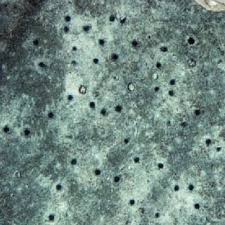 Image result for Macledium poggei