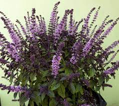 We did not find results for: Basil African Blue Buy Online At Annie S Annuals