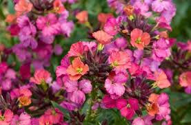 The following list of perennial flowers will help you choose just which permanent plants you want to invite into your garden to stay. Wallflower Constant Cheer Constant Cheer Is Small Bushy Evergreen Perennial With Dark Green Linear To Lan Flowers Uk Wallflower Plant Flowers Perennials