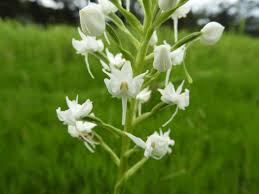 Image result for Habenaria kilimanjari