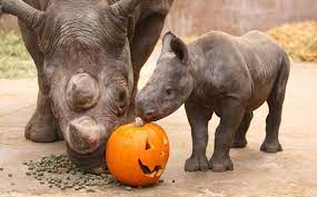 Halloweenanimals Halloween Fun Cute Pets Chester Zoo One Month Old Baby Halloween Animals