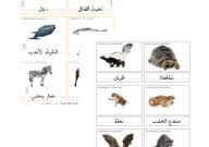 حيوانات تهاجر او تبات في الشتاء 24 بطاقة مونتسوري ثلاثة اجزاء للمطابقة