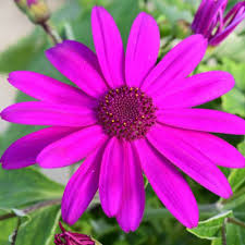 💜💙🤍Senetti 'Pericallis'🤍💜💙Provides High... - Fenlands Nursery |  Facebook
