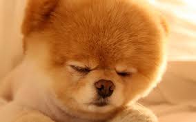 Der lebende beweis, das bildung nicht zwingend etwas. Kleine Susse Hunde Little Cuties Home Facebook