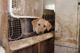 We are breeders of quality chocolate, black and yellow english type labrador retrievers. Exclusive View Photos From Our Yellow Lab Rescue Aspca