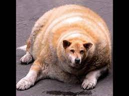 Some dog breeds are more likely to be obese than others. World S Fattest Dog Youtube