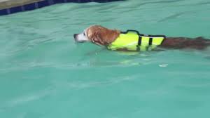 Dog Paddle Wikipedia