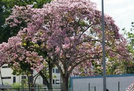 Taman sakura aeon mall bsd di tangerang ini sangat bagus sebagai lokasi latar belakang foto. Bunga Sakura Di Kebun Raya Cibodas Mekar