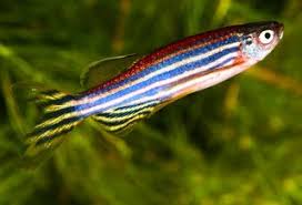 Zebrafish Fishing World Fish Pet Tropical Freshwater Fish