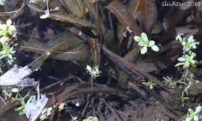 Image result for Potamogeton richardii