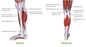 Leg muscles diagram labeled : Leg Concise Medical Knowledge