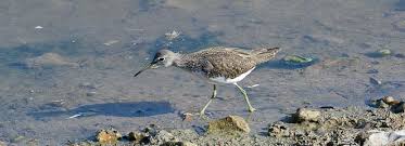 Image result for Trachypogon chevalieri