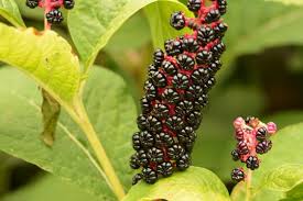 Image result for Phytolaccaceae