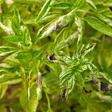 My spinach is covered in these perfect tiny white dots underneath. How To Avoid Basil Downy Mildew Garden Gate