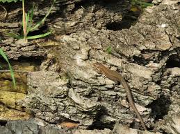 Das beutespektrum ändert sich geringfügig im jahresverlauf. Reptilienburg Einen Naturgarten Anlegen