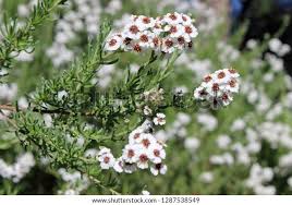 Image result for Eriocephalus