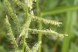 Image result for Panicum pilgeri
