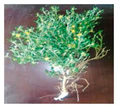 Image result for Sida ovata