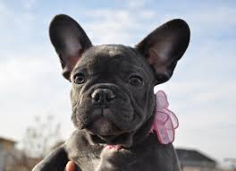 This means when they bite. At What Age Do French Bulldog Puppies Ears Stand Up Straight Bluehaven French Bulldogsbluehaven French Bulldogs