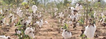 And only use 100% certified organic cotton, grown without any synthetic chemicals such as fertilizers or pesticides. Organic Clothing Brands Carving A Niche In India Denim Innovation
