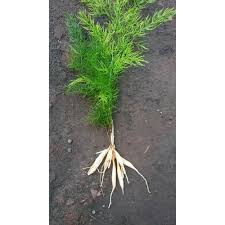 Image result for Asparagus racemosus