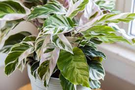 Its unique white leaves have alternating streaks of light green, dark green and white. Calathea White Fusion Plant Care Growing Guide