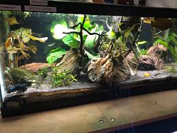 And i already have a betta and two cories. Toothless Sulks When The Honey Gouramis Get To The Sinking Wafers First Bettafish