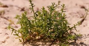 Image result for Salicornia pachystachya