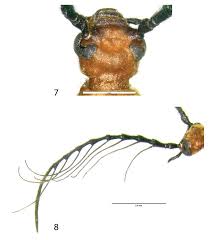 Image result for Pycnosphaera