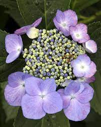 Purple Flowers With Mini Pods By Bob Slitzan Purple Flowers Flowers Purple