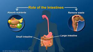 The Role Of The Intestines In Absorbing Nutrients From Food And The Removal Of Waste From The Body Is An E Ileostomy Large Intestine Inflammatory Bowel Disease