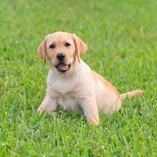 Dogs use lawns as their outdoor homes and are not afraid to get them messy. Sprogs Dogs Hardwearing Grass Seed Lawn Uk