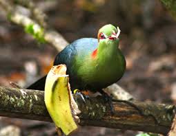 Image result for Turraea fischeri