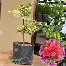 Gambar bunga dari kertas gambar c sumber gambarc.blogspot.com. Jual Tanaman Bougenville Merah Variegata Bunga Kertas Hp 085608566034