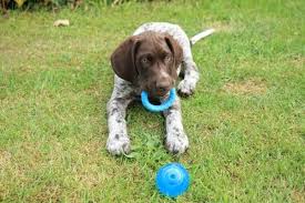 Not surprisingly, the german wirehaired pointer was bred in germany to be a tough hunting dog that could track, point and retrieve both on land and in water. How Much Do German Shorthaired Pointers Cost
