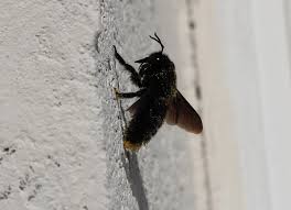 You will not expose minors to the sexually explicit content you are about to view. Carpenter Bees A French Garden