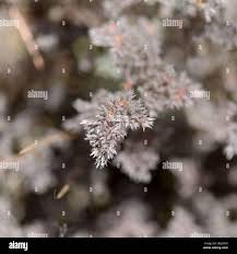 Image result for Polycarpaea eriantha